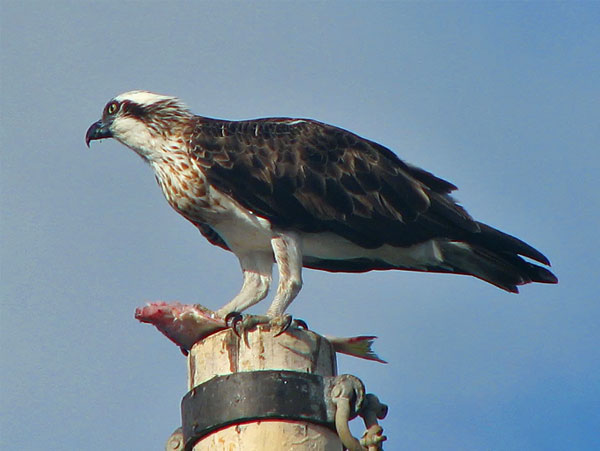 osprey3