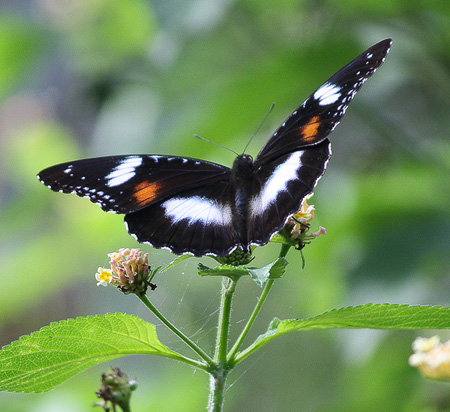 common eggfly fem