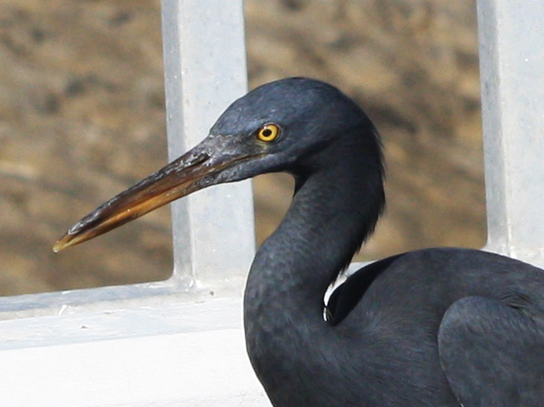 eastern reef egret