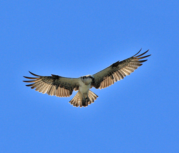 osprey