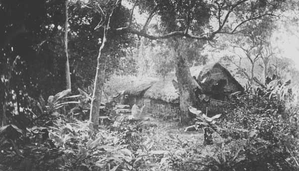 home in bush