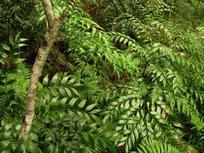 bowenia