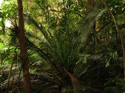waterparkcycad