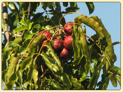burdekin plum2