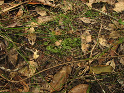 fernmossbb
