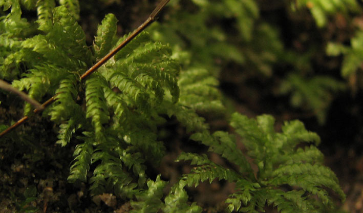 fernmosslge