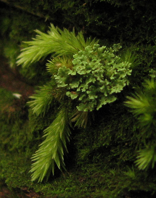 mosswortlge