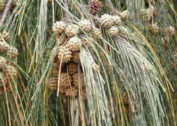 casuarina 350x250