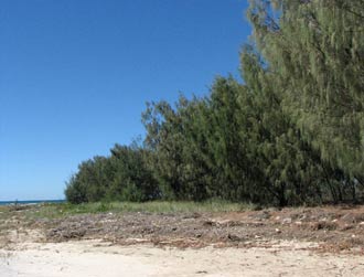casuarina sandypt350x250